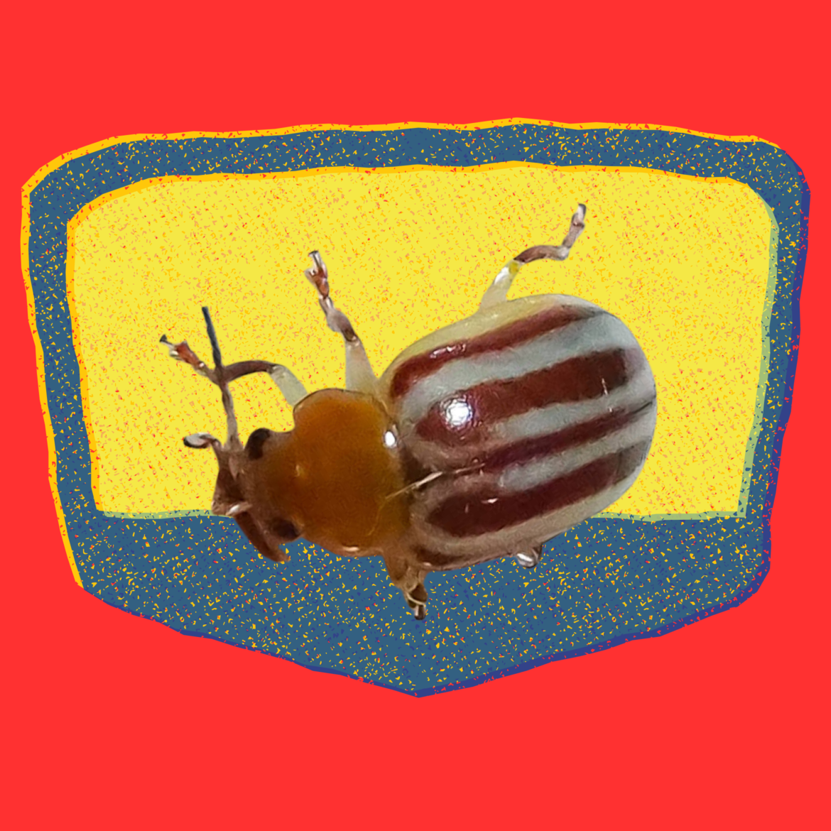16